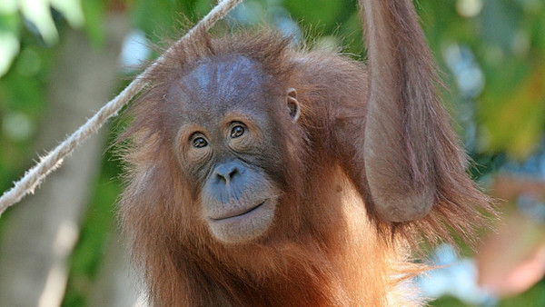 „An Zeiten gebunden“: Orang-Utan im Tierpark Hagenbeck