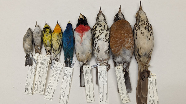 Vogelsammlung aus dem Field Museum, mit deren Hilfe die anatomischen Veränderungen der Tiere im Laufe der letzten Jahrzehnte dokumentiert wurde.