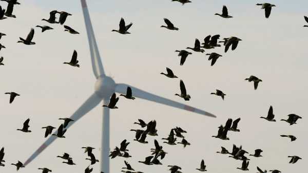 Windkraft und Vogelschutz - wie geht das zusammen?