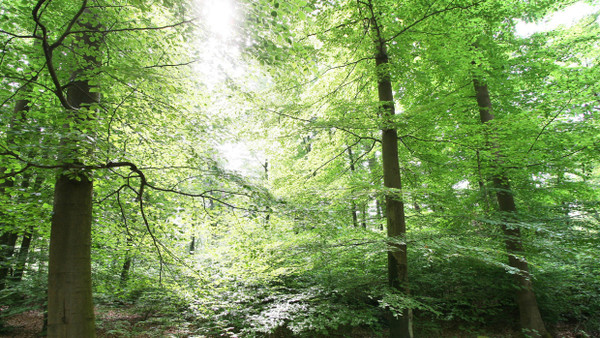 Schutz von Natur und Biodiversität: Etwa zehn Prozent des hessischen Staatswaldes sind als Naturwald ausgewiesen.