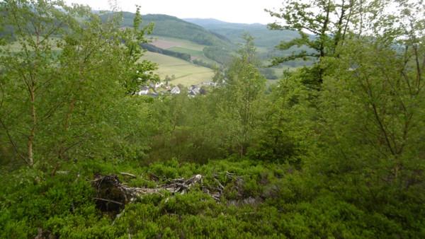 Der Niederwald Recklinghausen wurde 2019 durch den Kreistag des Hochsauerlandkreises als Naturschutzgebiet ausgewiesen. Schutzzweck ist laut Landschaftsplan die „Erhaltung und Optimierung eines artenreichen Niederwaldgebietes auf stellenweise felsig-steinigem Standort durch eine dem Waldtyp angepasste Bewirtschaftung“.