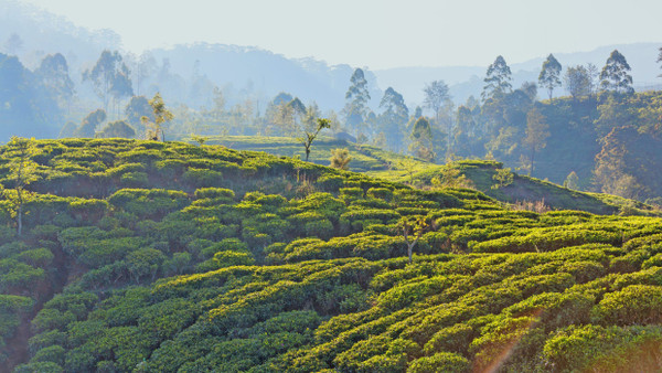 Gemeinschaftswerk von Natur und Mensch:
  Die Teeplantagen im Hochland von Sri Lanka geben der Landschaft ein  filigranes Muster.