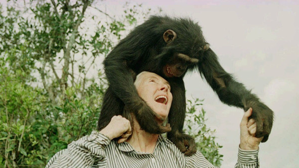 Vertraut: Jane Goodall mit einer jungen Schimpansendame.