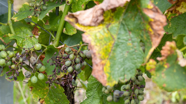 Von Winzern gefürchtet: Der Falsche Mehltau befällt besonders bei feuchtem Wetter Weinreben.