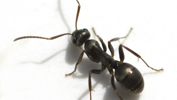 Ameisen sind nicht nur bei der Nahrungsbeschaffung und Feindabwehr kooperativ.