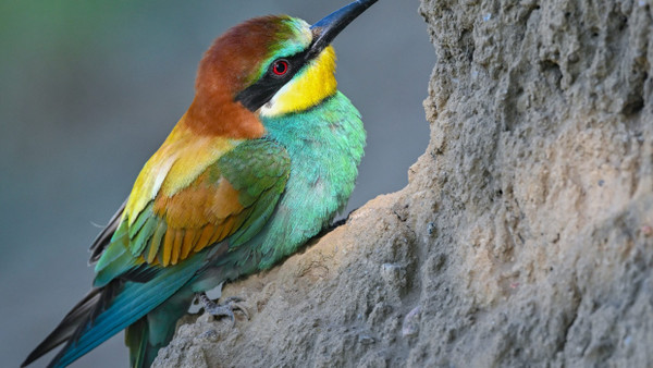 Rätsel der Evolution: Wieso haben sich so markante Vögel wie der Bienenfresser entwickelt?