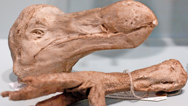 Weh dem Frevler, der ihn schoss: Das Booth Museum of Natural History in Brighton verwahrt Gipsabdrücke von Kopf und Fuß des Oxforder Dodos.