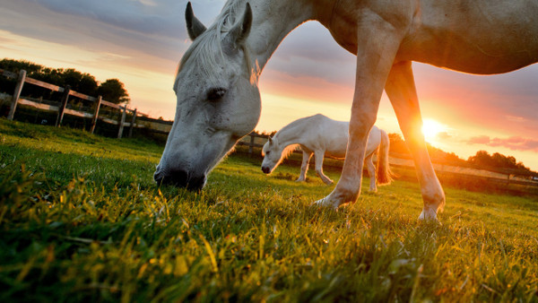 Auch Pferde haben eine tragende Rolle bei der Bodenverbesserung - dieses Bild entstand auf einer Koppel bei Sehnde in Niedersachsen.