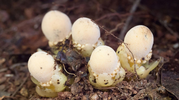 Von wegen Schwammerl: Blütenstände der Art Balanophora fungosa im Daintree National Park in Queensland, Australien