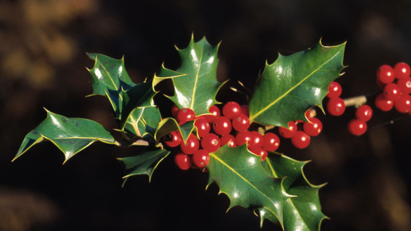 Wehrhaft Weihnachtlich: Ilex aquifolium