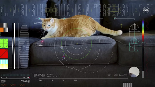 Das Katzenvideo legte im All 31 Millionen Kilometer in 101 Sekunden zurück.