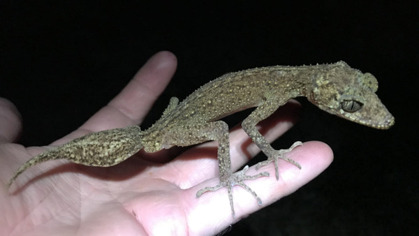 Australien, Scawfell Island: Der neu entdeckte „Scawfell Island Blattschwanzgecko“ (Phyllurus fimbriatus).