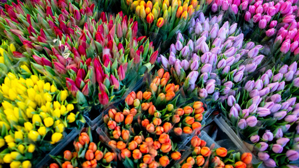 Ohne Vorkehrungen vertragen sich Tulpen nicht gleich mit  Narzissen und Hyazinthen in der Vase.