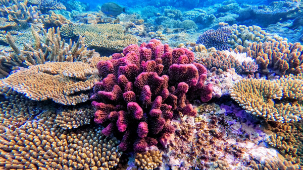 Gefährdet: Korallen im Great Barrier Reef vor der Küste Australiens