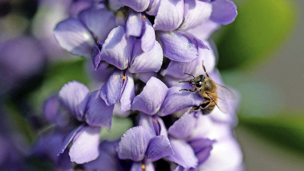 Bienchen, summ herum: In Texas ermöglicht ein Gesetz Steuererleichterungen für Landbesitzer, die mindestens fünf Jahre lang Bienen halten.