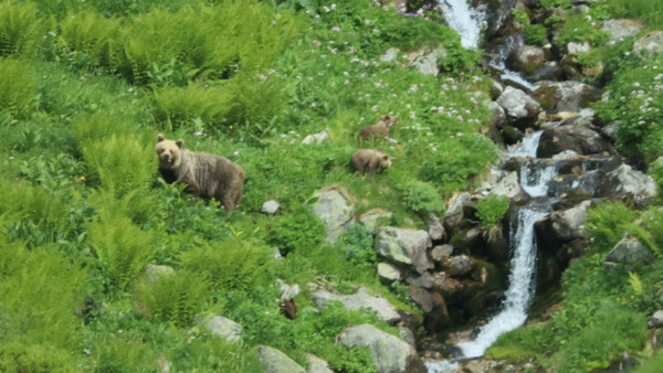 Ein Bär geht 2019 mit seinem Nachwuchs durch ein Tal in der Westtatra.
