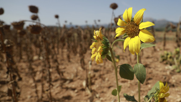 Ein Feld in Búger mit halb vertrockneten Sonnenblumen während der April-Hitzewelle.