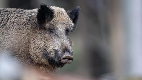 Ein Wildschwein im Nationalparkzentrum Lusen in Bayern