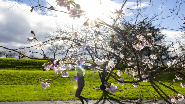 Auch in Bonn waren die Temperaturen im Februar immer wieder frühlingshaft.