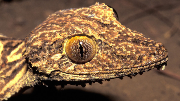 Eine undatierte Aufnahme des Blattschwanzgeckos.