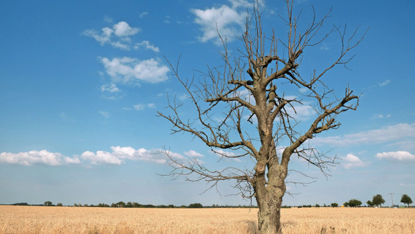 Sieht aus wie die Serengeti, ist aber Sachsen. Ein abgestorbener Obstbaum an einem Feld nahe Krostitz am 5. Juli 2022.