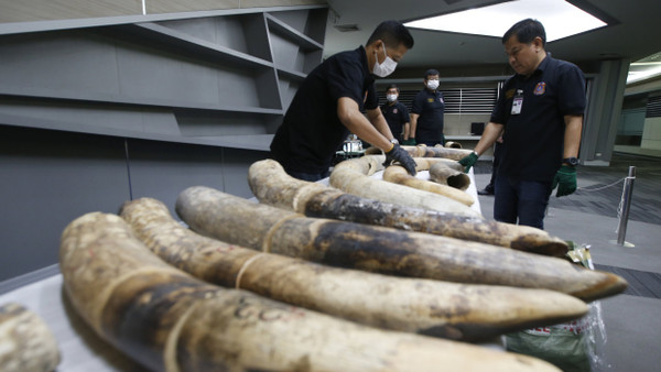 Zollbeamte inspizieren nach Bangkok geschmuggelte Elefantenstoßzähne aus Nigeria. (Archivbild)