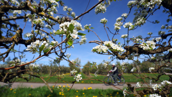 Herrliches Wetter in Bayern: Ein Radfahrer fährt am 5. April 2024 in Lindau zwischen blühenden Apfelbäumen.