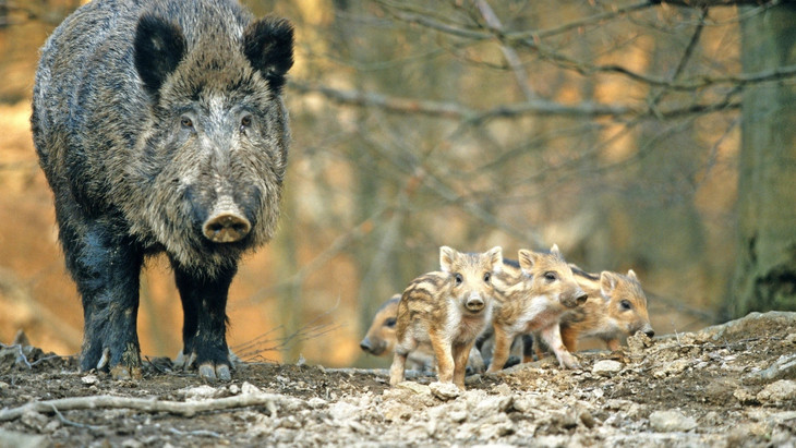 Wachsam: Wer im Wald auf eine Bache mit Frischlingen stößt, sollte der Schweinefamilie nicht zu nahe kommen.