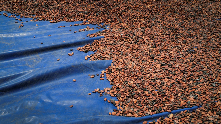Kakaobohnen werden von der Sonne getrocknet.