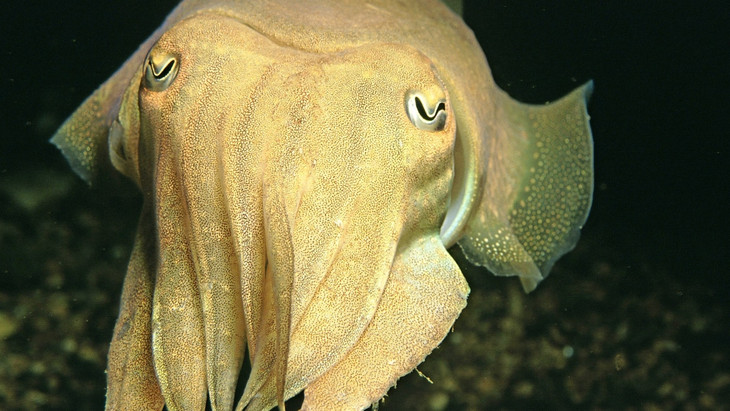 Ob alle Tintenfische Formen von Bewusstsein haben, muss noch bewiesen werden.