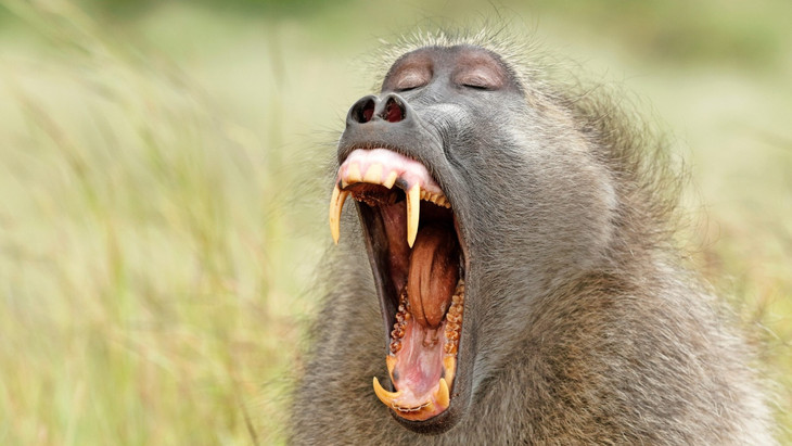 Das Gebiss ist zwar erschreckend – ein kräftiges Gähnen wird bei Pavianen aber nicht als Angriff missverstanden.