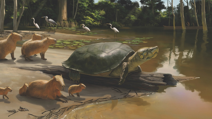 Am Amazonas im Pleistozän: Computergenerierte Illustration der Riesenschildkröte Peltocephalus maturin zusammen mit einigen zeitgenössischen Capybaras, Nagetiere aus der Familie der Meerschweinchen.