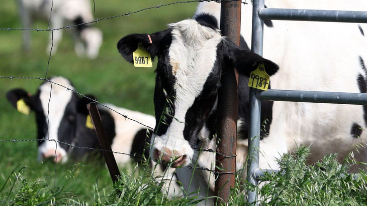 Eine Milchkuh in Kalifornien: Inzwischen wurde Vogelgrippe bei Rindern in acht Bundesstaaten entdeckt.