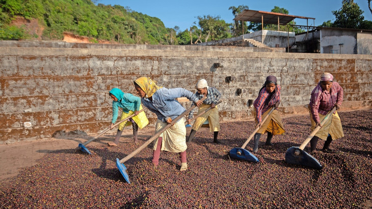 Landwirtschaft in Zeiten des Klimawandels: Kaffeebäuerinnen in Indien