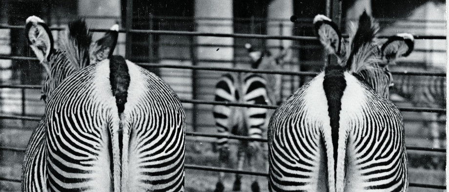 Historische Motive aufgreifen, um sie leicht zu verändern: Friedrich Seidenstücker fotografierte diese Zebras in den Dreißigerjahren; im Roman macht die fiktive Protagonistin Ella ein ganz ähnliches Bild.