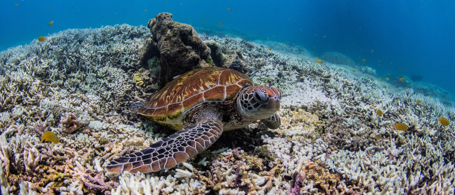 Eine Schildkröte schwimmt durch ausgebleichte Korallen des Great Barrier Reefs: Zweite weltweit Korallenbleiche innerhalb von zehn Jahren (Symbolbild)