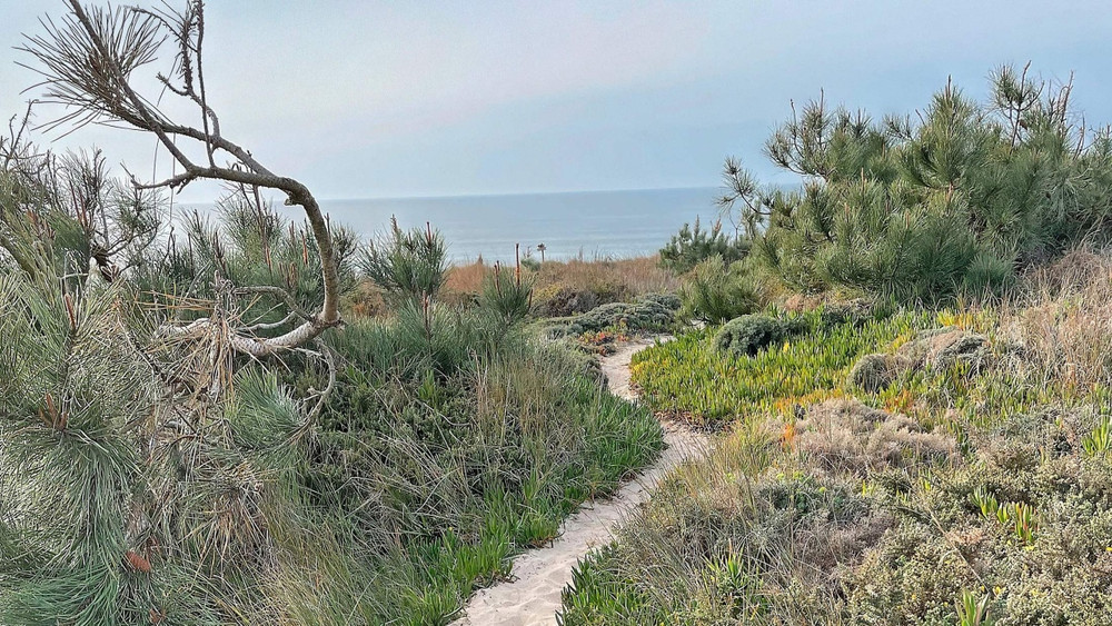 Der Weg zur Klippe ist für Surfer der Weg ins Glück, denn da liegt der Atlantik. Und dahinter irgendwo Amerika.