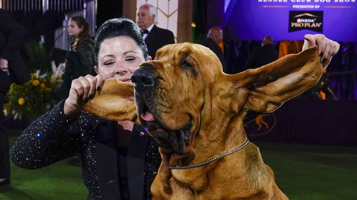Pflegebedürftig: Bloodhound Trumpet bei einer amerikanischen Hundeshow
