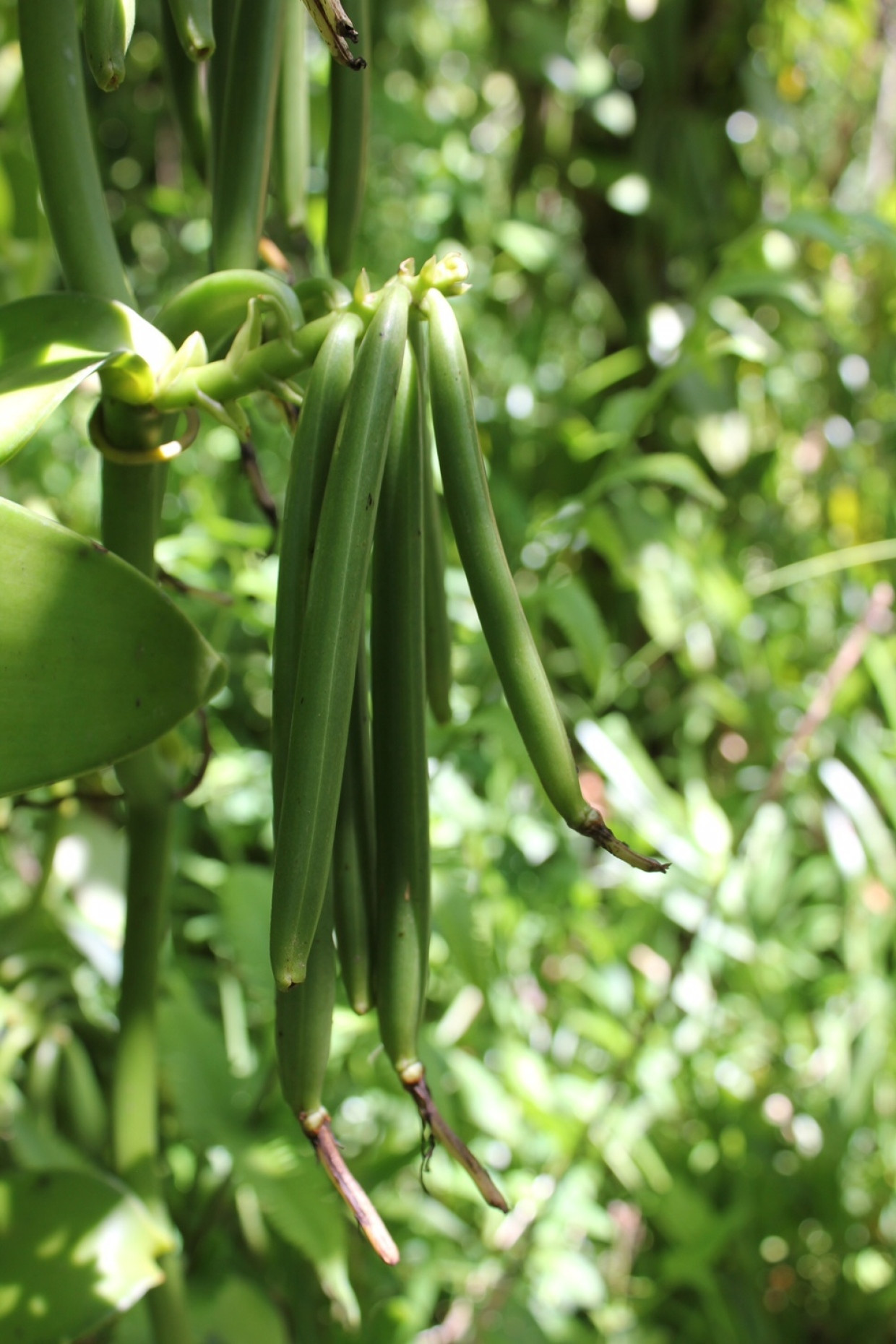 Grüne Schoten der Vanilleplflanze auf Madagaskar.