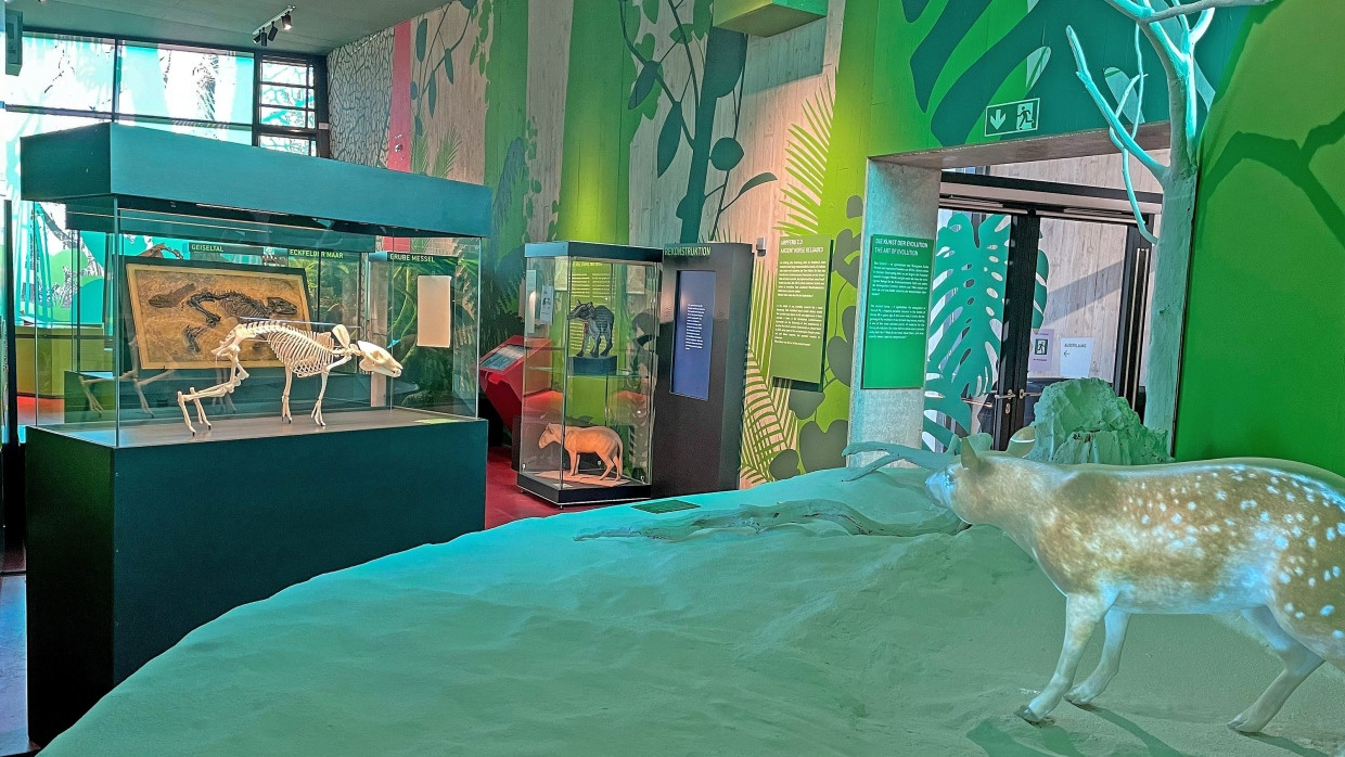 Blick in die Ausstellung: Gezeigt werden Fossilien und Nachbildungen von Urpferden.