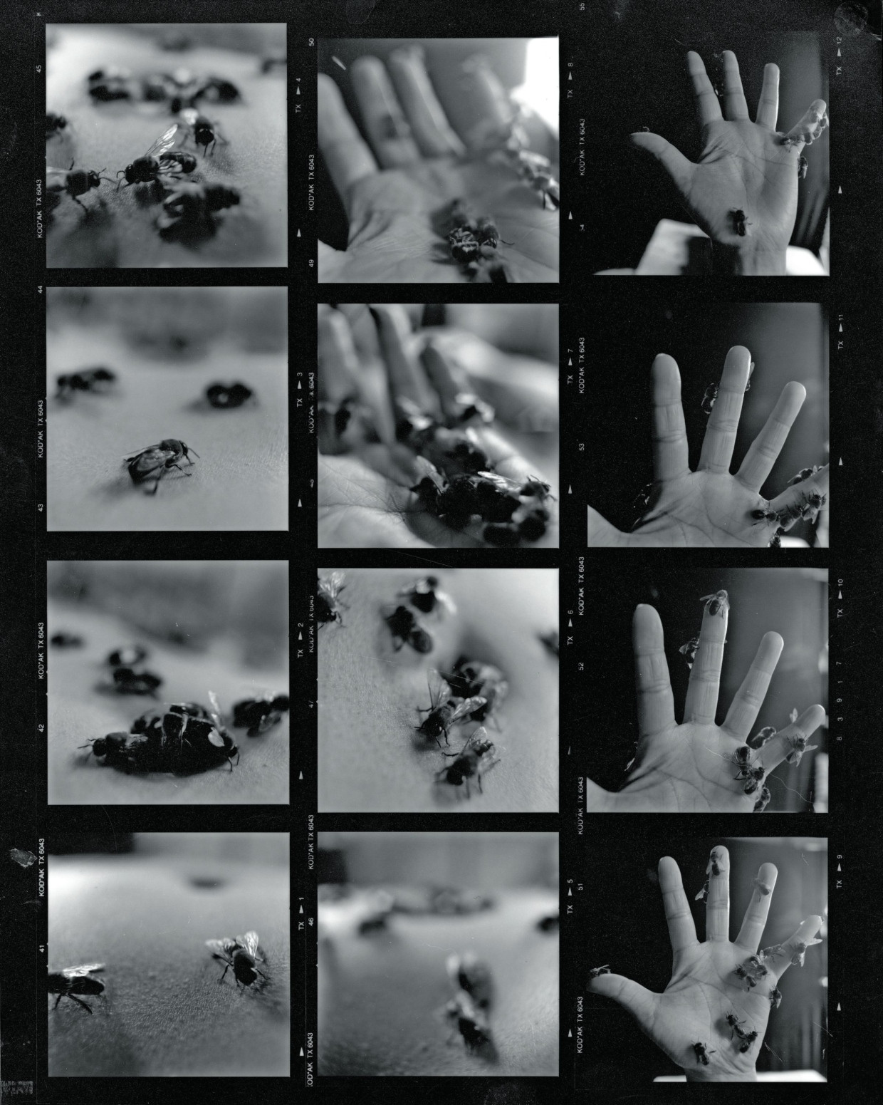 Wenn ein komplexes System auf ein anderes trifft: Miya Masaokas Videoarbeit „Adventures of the Solitary Bee“ aus dem Jahr 2000