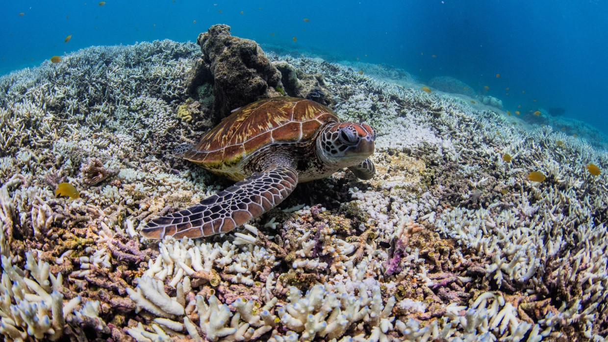 Eine Schildkröte schwimmt durch ausgebleichte Korallen des Great Barrier Reefs: Zweite weltweit Korallenbleiche innerhalb von zehn Jahren (Symbolbild)