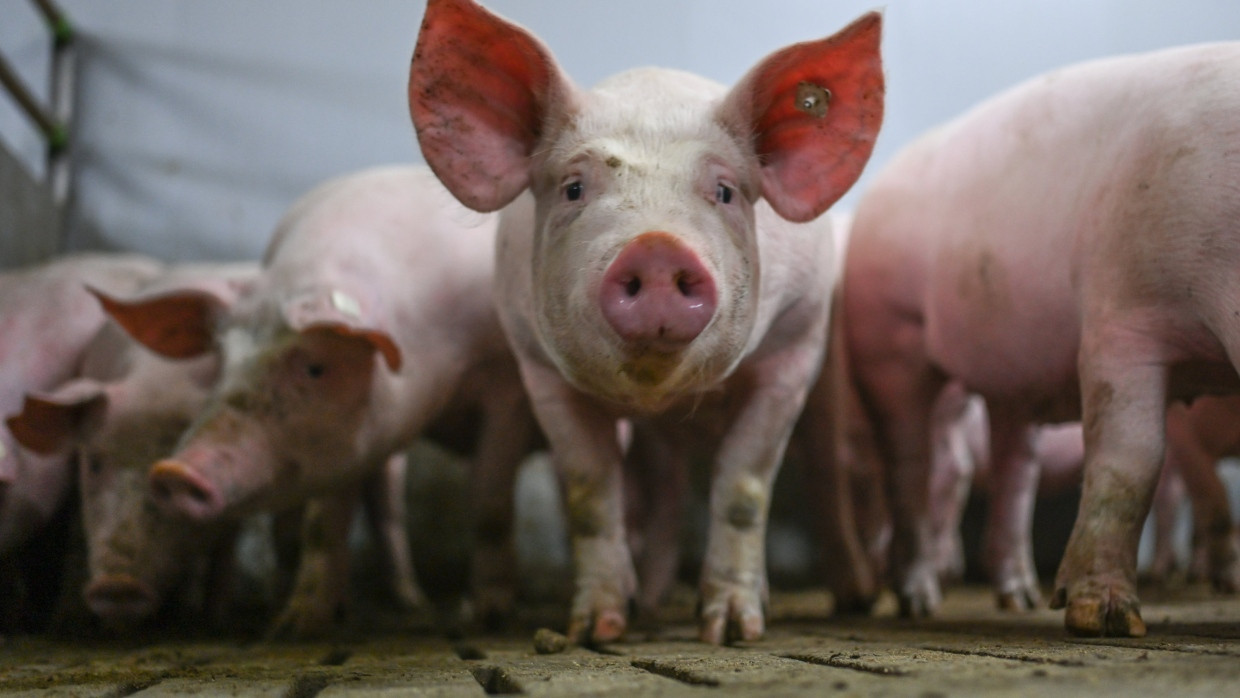 Ein neues Gütesiegel auf frischem Schweinefleisch soll den Vebrauchern in Zukunft mehr über die Haltung verraten.