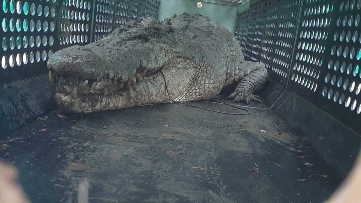 3,9 Meter langer Problemfall: Eines der beiden Krokodile, jetzt in Gefangenschaft