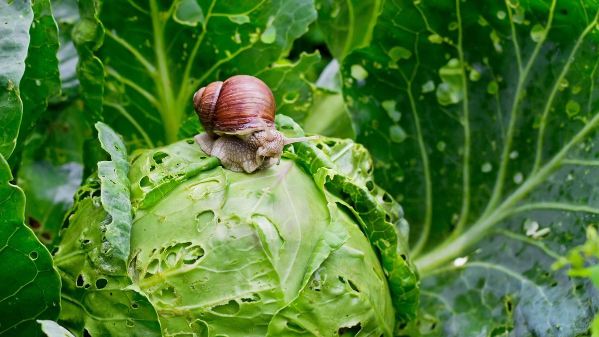 Schnecken im Garten loswerden