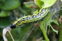 Buchsbaumzünsler Nahaufaufnahme Raupe