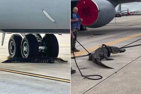 Alligator Blocks Air Force Plane Takeoff by Resting Under Wheels