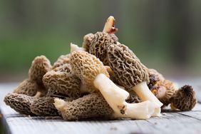 morel mushrooms