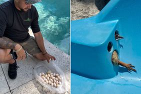 Iguana Stuck in Pool Lays Dozens of Eggs