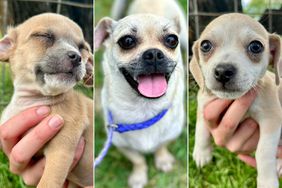 8 Pug-Mix Puppies and Their Mother Are Looking for a Home After Being Abandoned at a Texas Gas Station